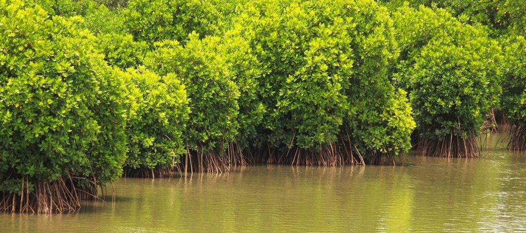 mangrove plant based DHA